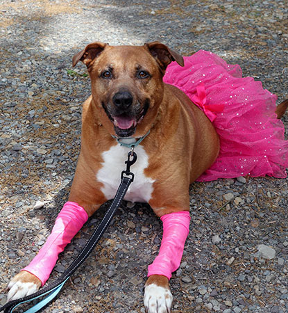 photo  Blue-Chip-415x450-3.jpg