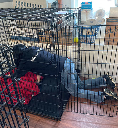 A Discount Dance staff member cleaning out a dog cage