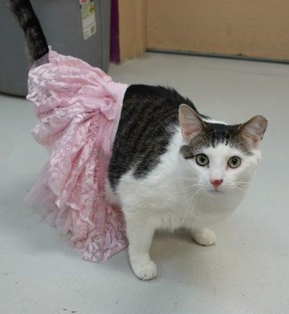 photo  SPCA_CatTutu.jpg